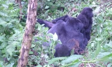 Travel Company Uganda