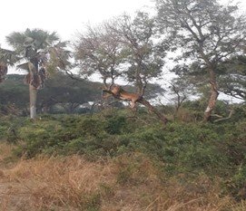 Travel Company Uganda